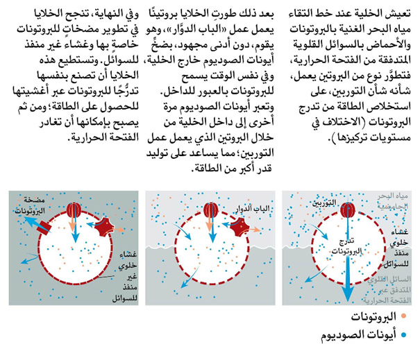 merj-al-bahran-2